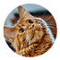 Xinyi's avatar